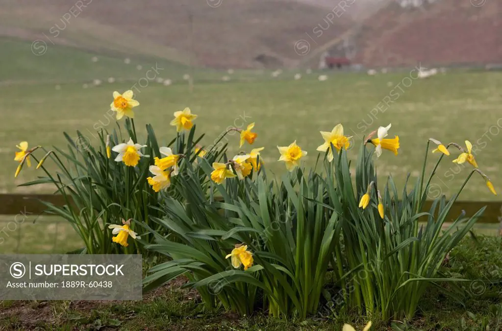 Alwinton, Northumberland, England, Daffodils Growing Beside A Pasture With Sheep Grazing