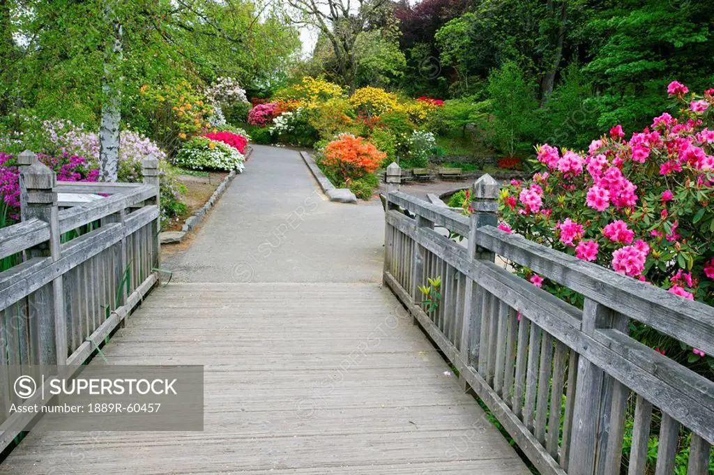 Portland, Oregon, United States Of America, Spring Flowers Along A Walkway At Crystal Springs Rhododendron Gardens
