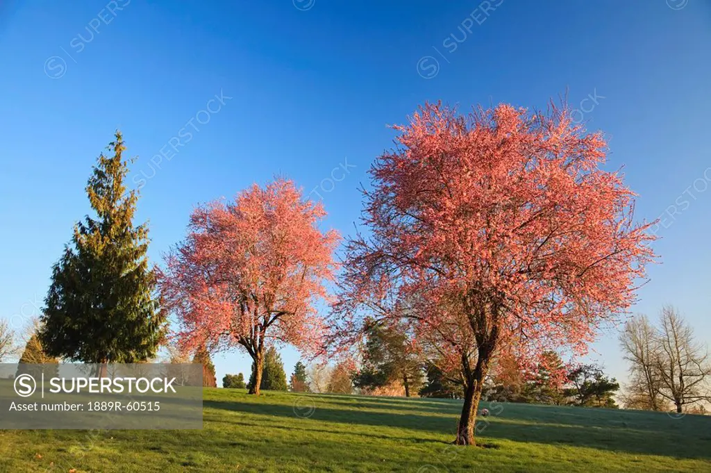 Trees With Blossoms In A Park Area