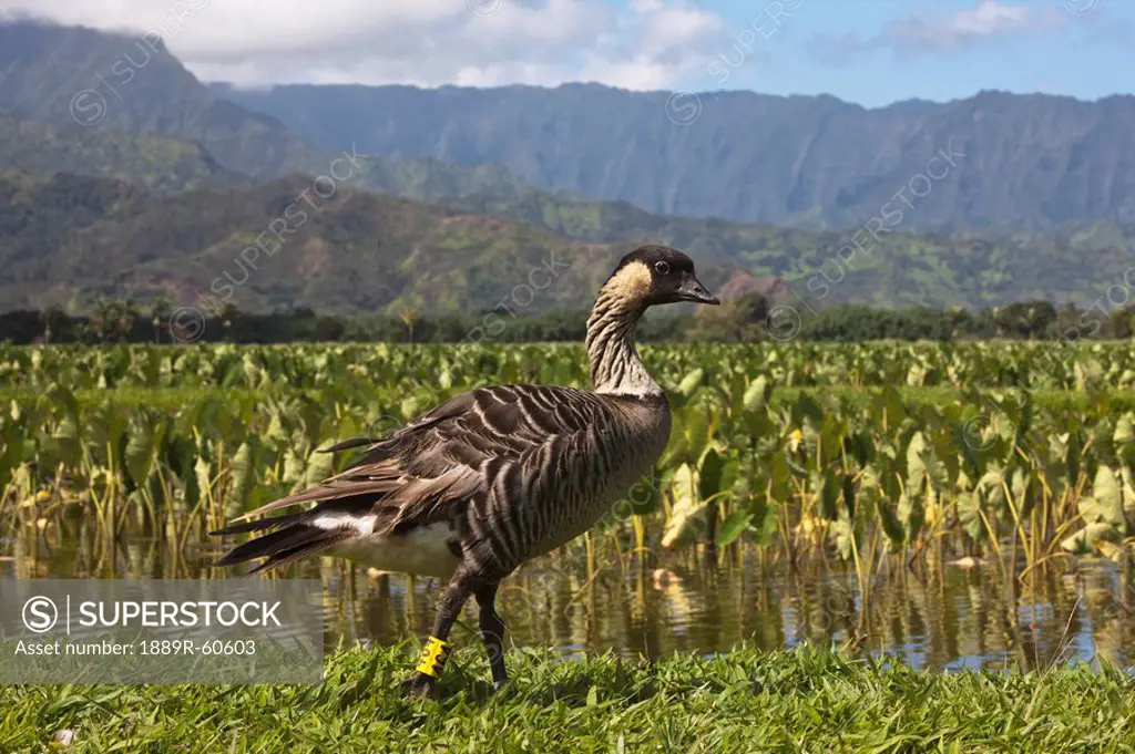 Kauai, Hawaii, United States Of America, Hawaiian Goose Branta Sandvicensis At The Edge Of A Taro Field In The Hanalei Valley, Wearing Identification ...