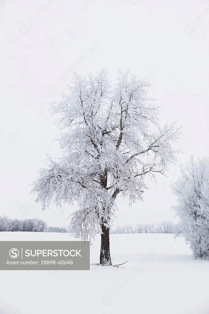 Parkland County, Alberta, Canada, A Tree And Field Covered In Snow