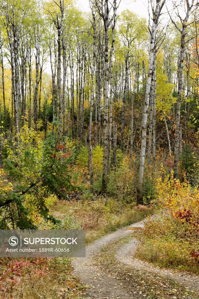 Minnesota, United States Of America, A Path In The Forest With Birch Trees In Autumn