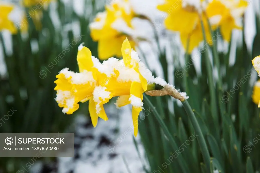 Portland, Oregon, United States Of America, Snow On Yellow Daffodils In Spring In Crystal Springs Rhododendron Gardens