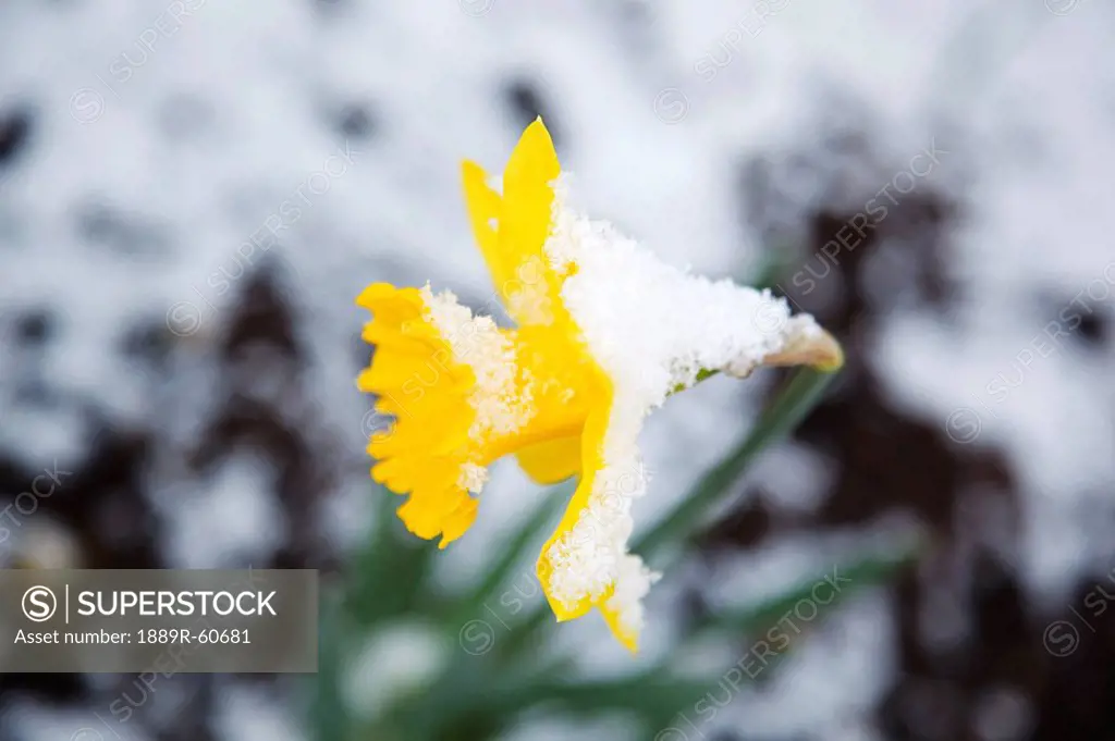 Portland, Oregon, United States Of America, Snow On A Yellow Daffodil In Spring In Crystal Springs Rhododendron Gardens