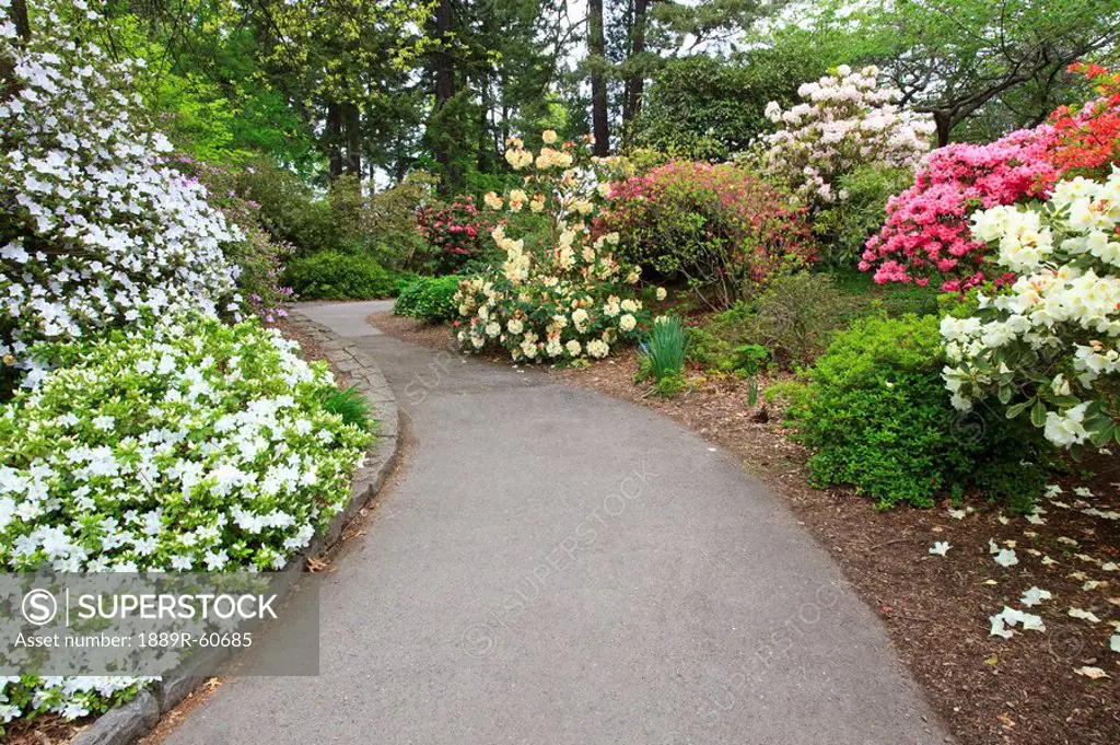 Portland, Oregon, United States Of America, Spring Flowers Along A Path In Crystal Springs Rhododendron Gardens