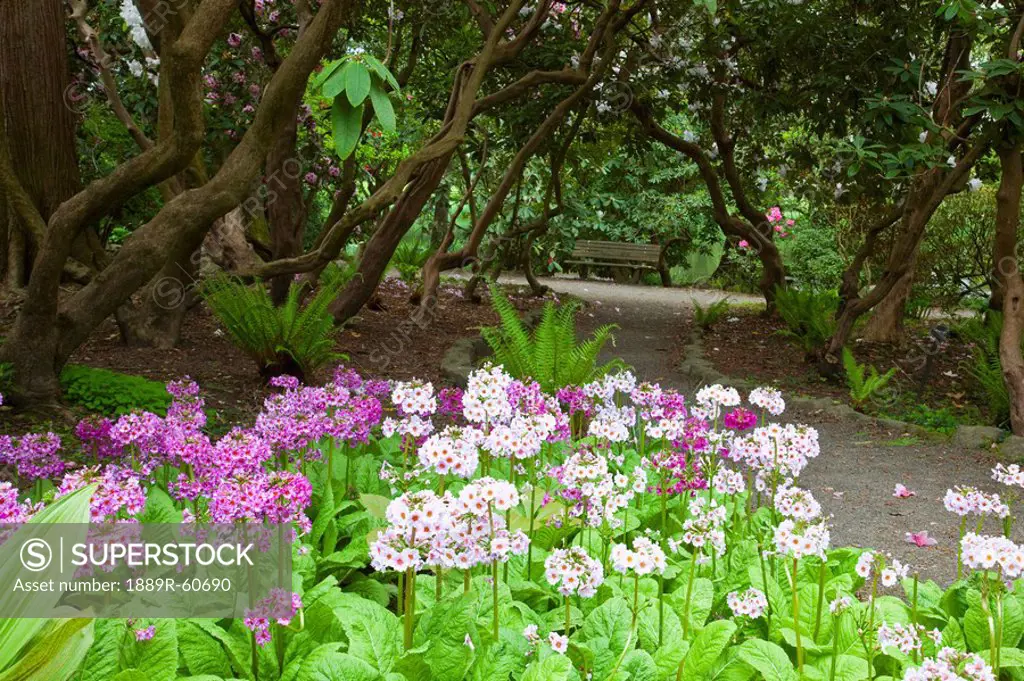 Portland, Oregon, United States Of America, A Path And Spring Flowers In Crystal Springs Rhododendron Gardens