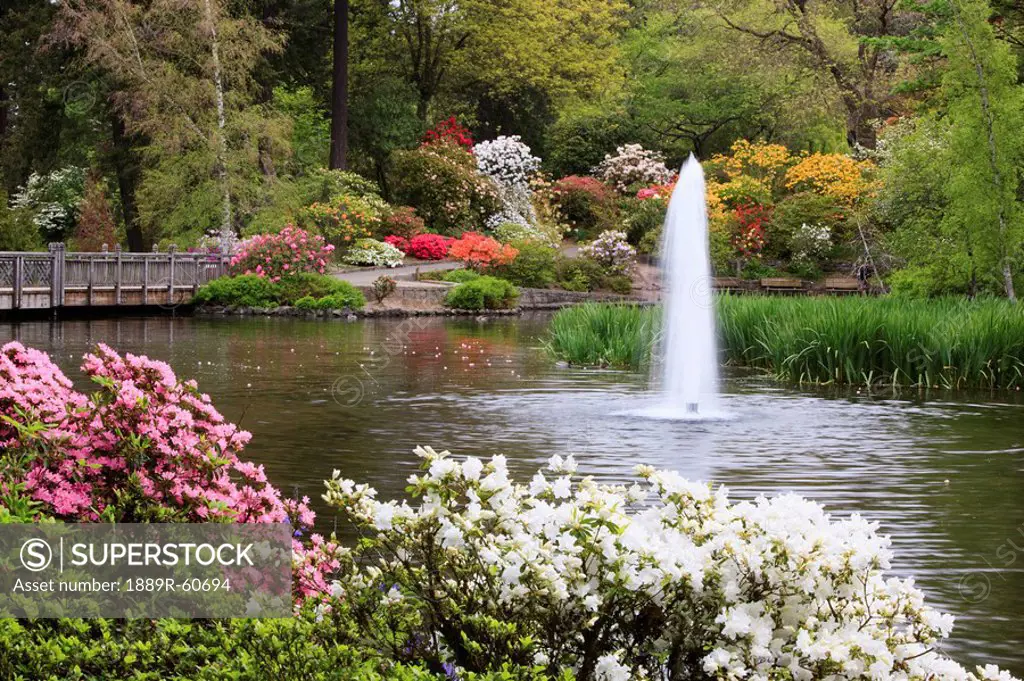 Portland, Oregon, United States Of America, Spring Flowers And A Water Fountain In A Pond In Crystal Springs Rhododendron Gardens