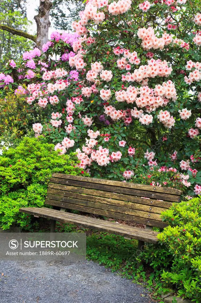 Portland, Oregon, United States Of America, Spring Flowers And A Bench In Crystal Springs Rhododendron Gardens