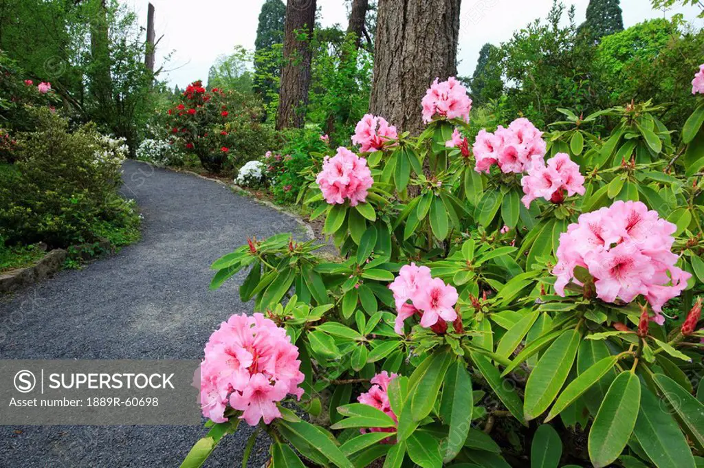 Portland, Oregon, United States Of America, Spring Flowers And A Path In Crystal Springs Rhododendron Gardens