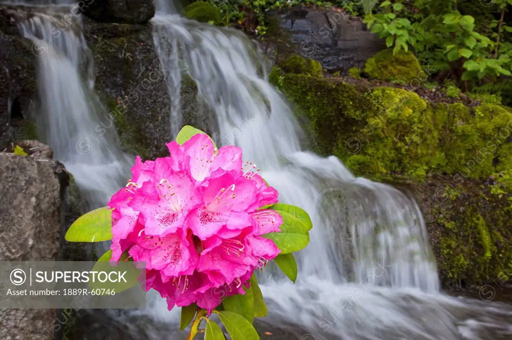 Portland, Oregon, United States Of America, A Rhododendron Flower And A Waterfall In Crystal Springs Rhododendron Garden