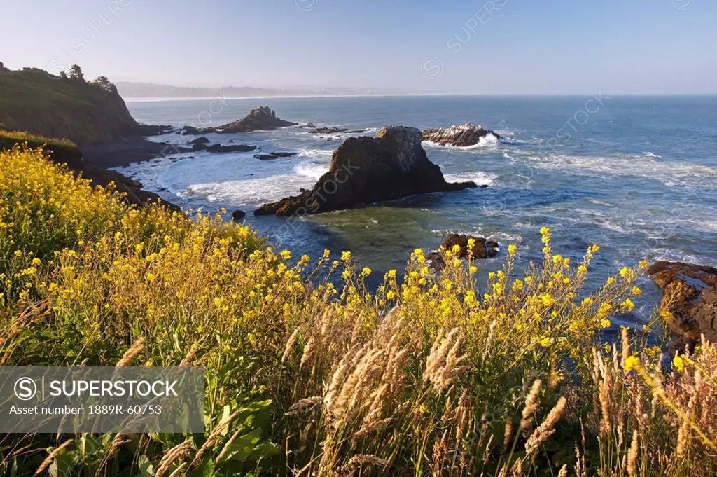 Oregon, United States Of America, Summer Flowers Along Yaquina Head On The Oregon Coast