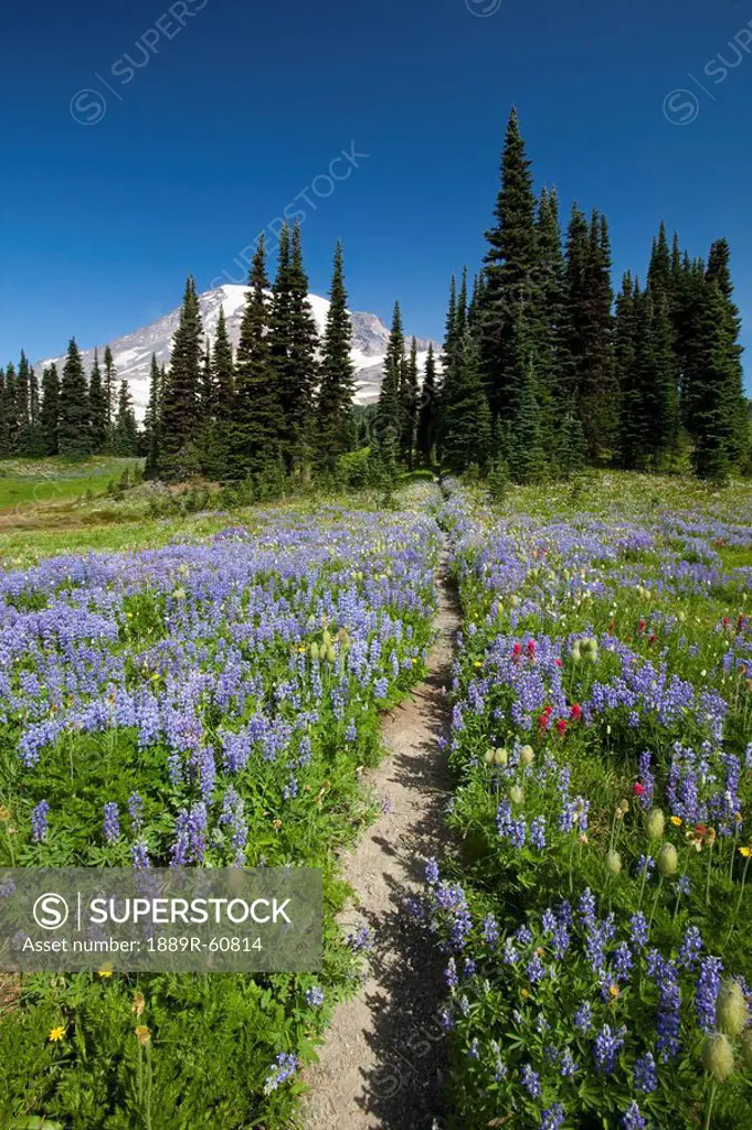 Washington, United States Of America, Wildflowers In A Meadow With Mount Rainier In The Background In Paradise Park In Mt. Rainier National Park