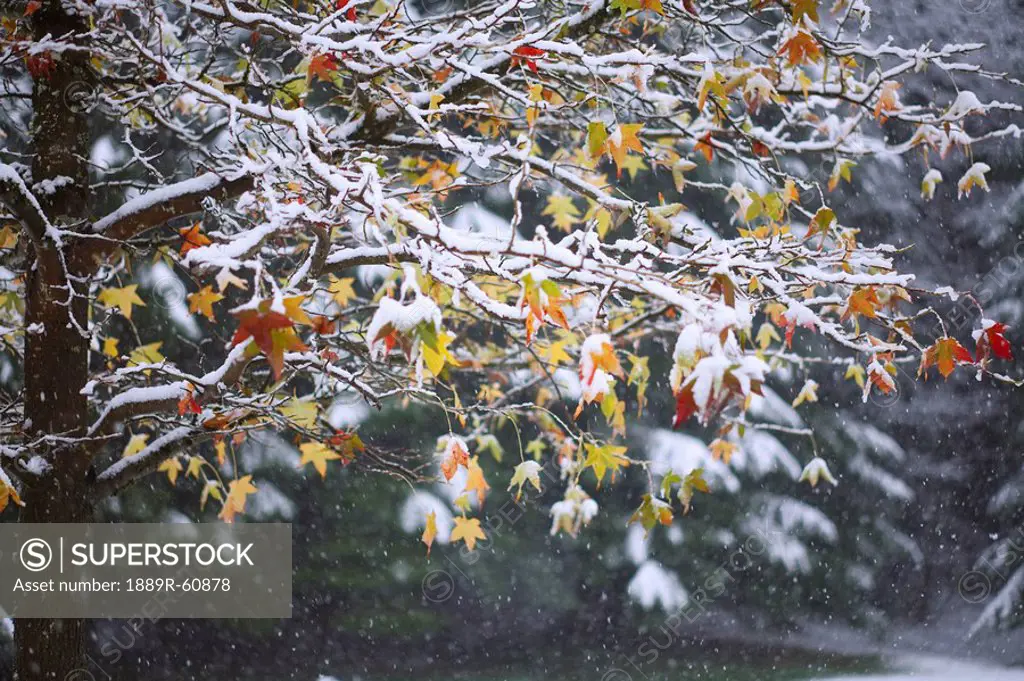 Oregon, United States Of America, Snow On The Leaves Of A Tree In Silver Falls State Park