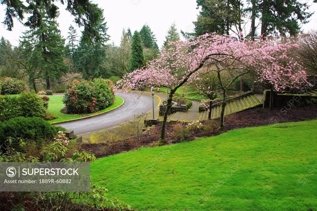 Portland, Oregon, United States Of America, Spring Blossoms On The Trees In The Portland Rose Garden