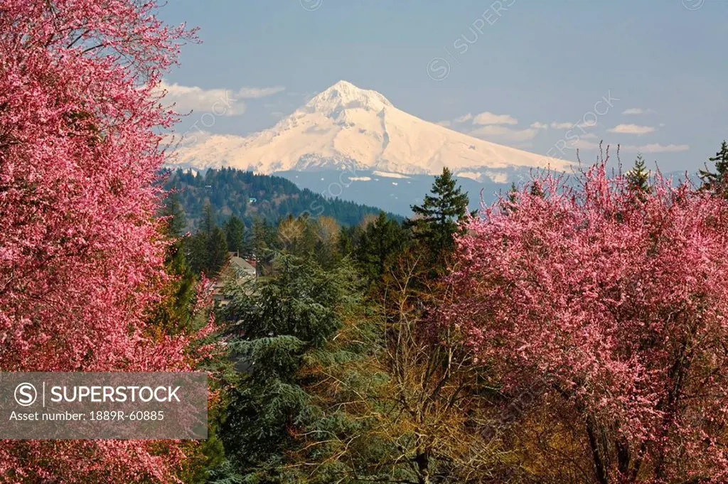 Happy Valley, Oregon, United States Of America, View Of Mount Hood