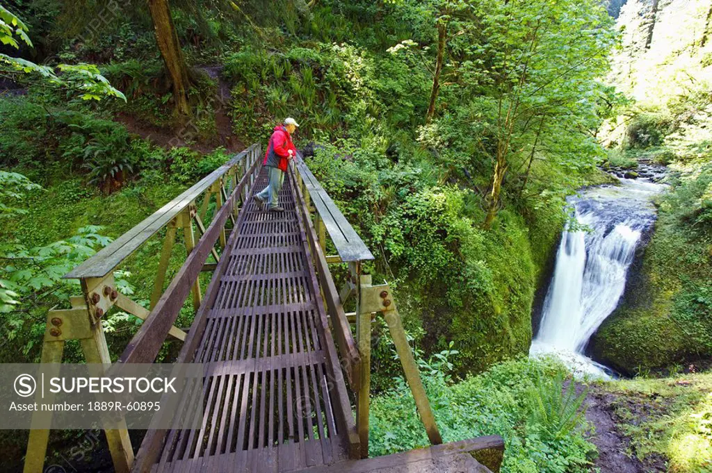 Oregon, United States Of America, A Man Standing On A Bridge Looking At Middle Oneonta Falls In Columbia River Gorge National Scenic Area