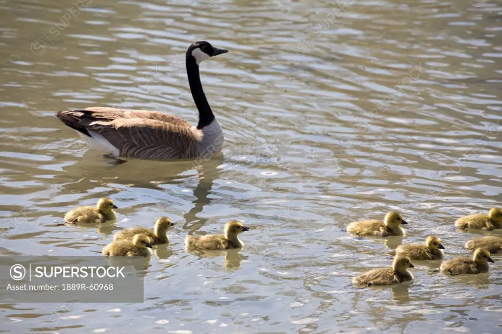 Calgary, Alberta, Canada, Goslings In The Water With One Parent Goose