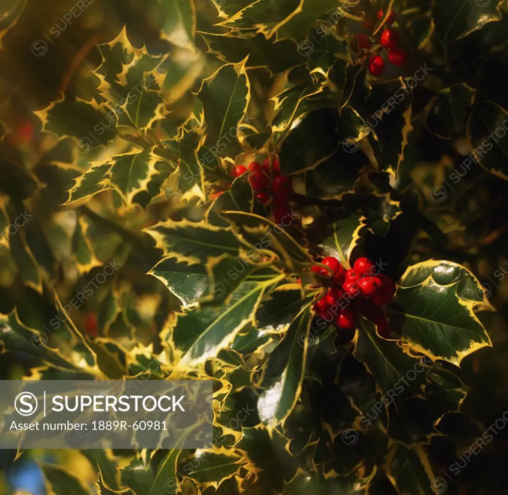 Close_Up Of Holly And Berries
