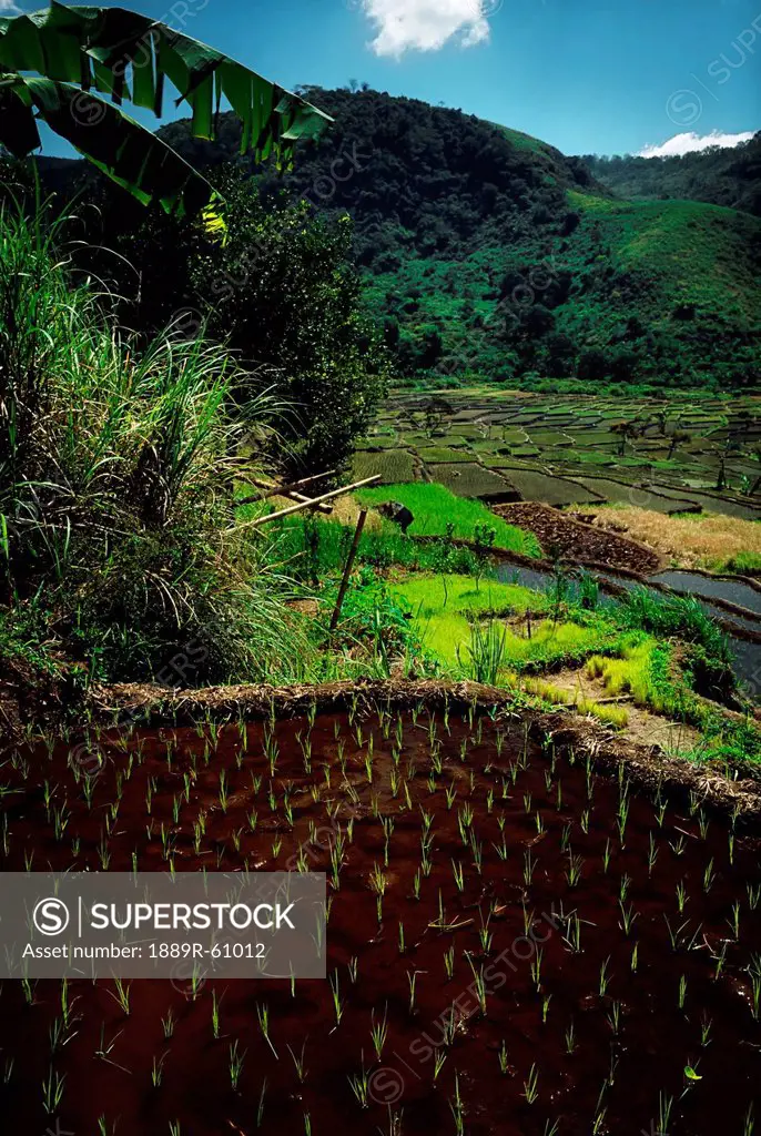 Flores, Indonesia, Rice Paddies