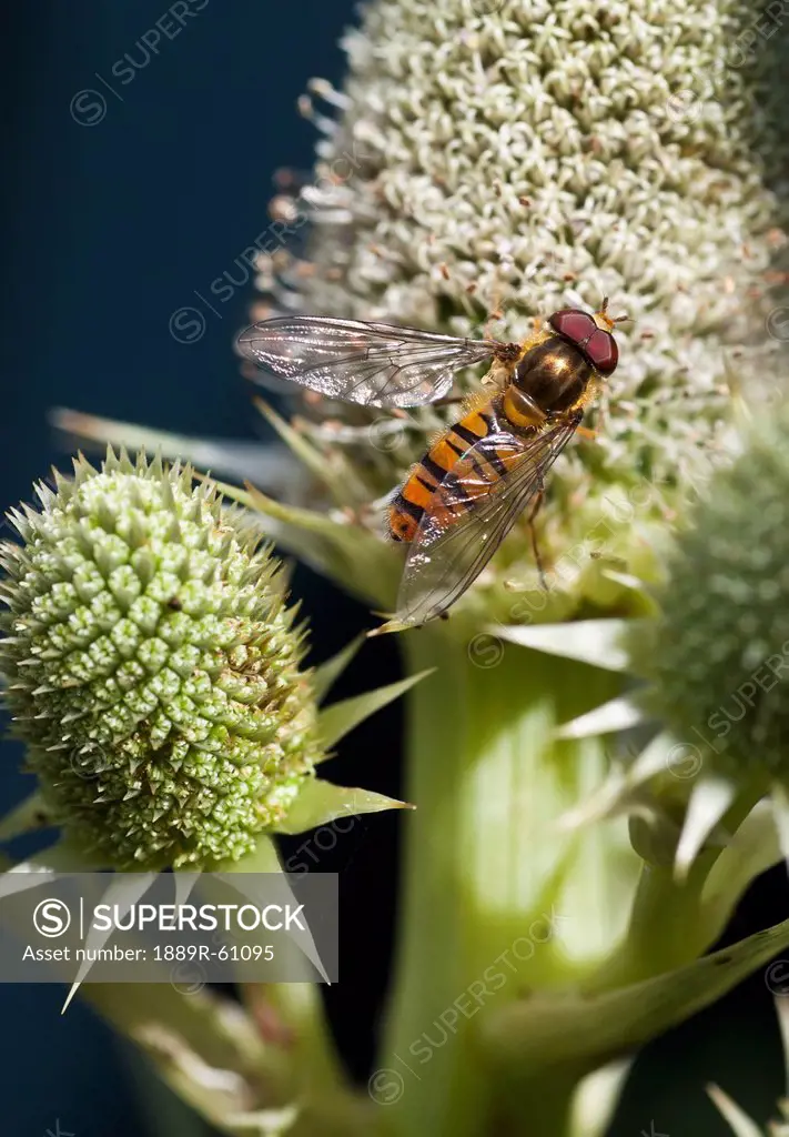 A Hoverfly On A Flower, South Shields, Tyne And Wear, England