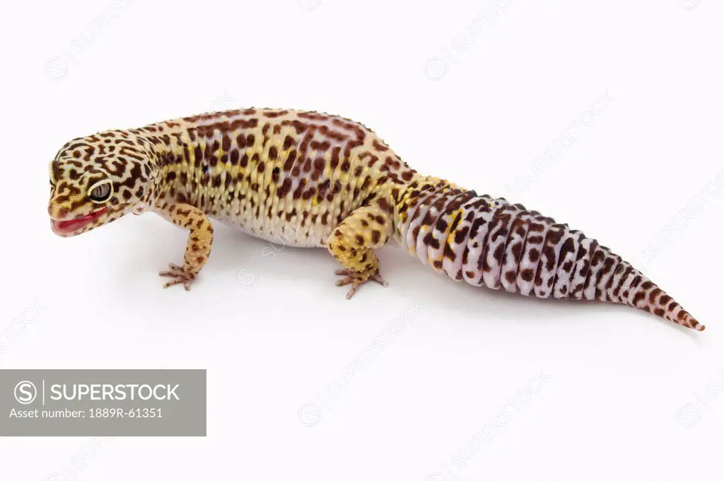 Leopard Gecko Eublepharis Macularius