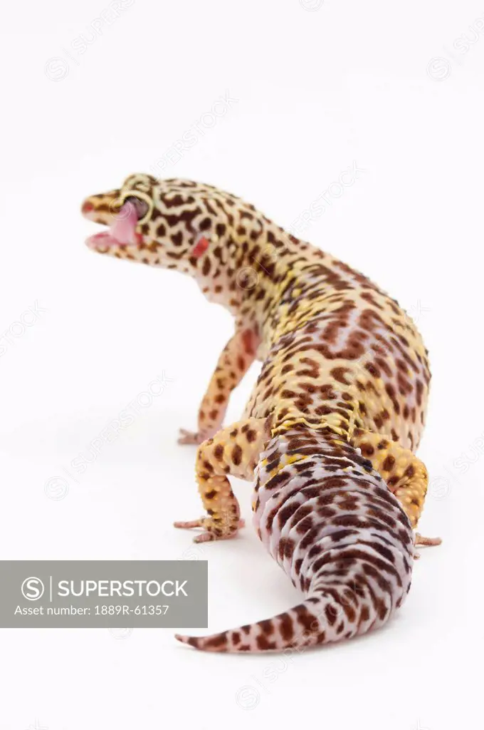 Leopard Gecko Eublepharis Macularius Sticking Out It´s Tongue