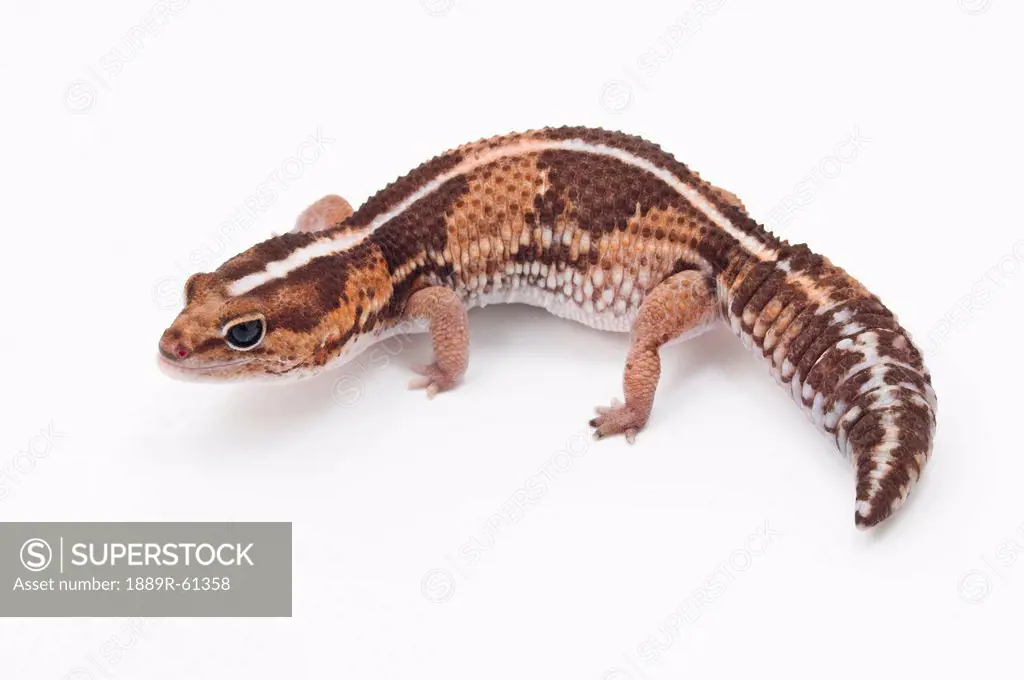 African Fat_Tailed Gecko Hemitheconyx Caudicinctus