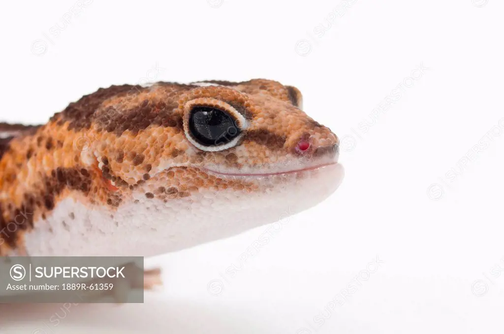 African Fat_Tailed Gecko Hemitheconyx Caudicinctus Smiling