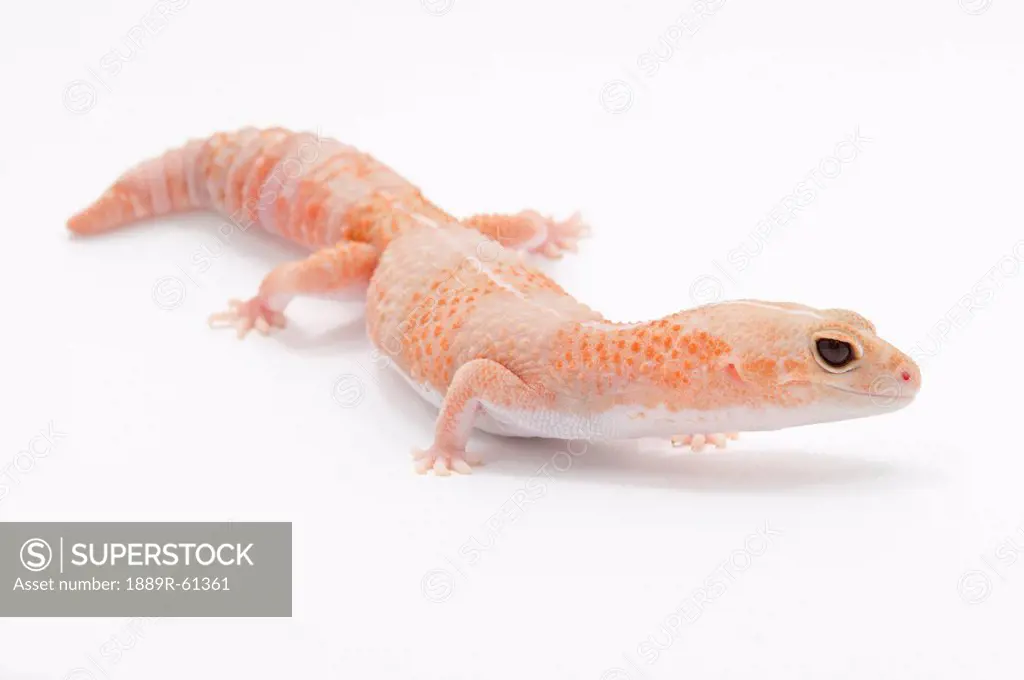 Peach Colored Amelanistic African Fat_Tailed Gecko Hemitheconyx Caudicinctus