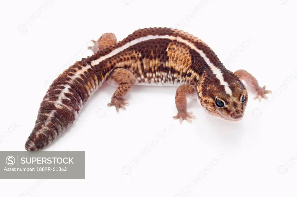 African Fat_Tailed Gecko Hemitheconyx Caudicinctus
