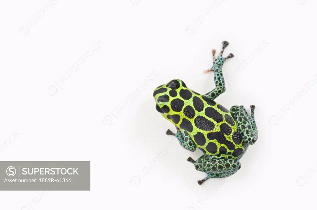 Black Spotted Green Poison Dart Frog Ranitomeya Imitator