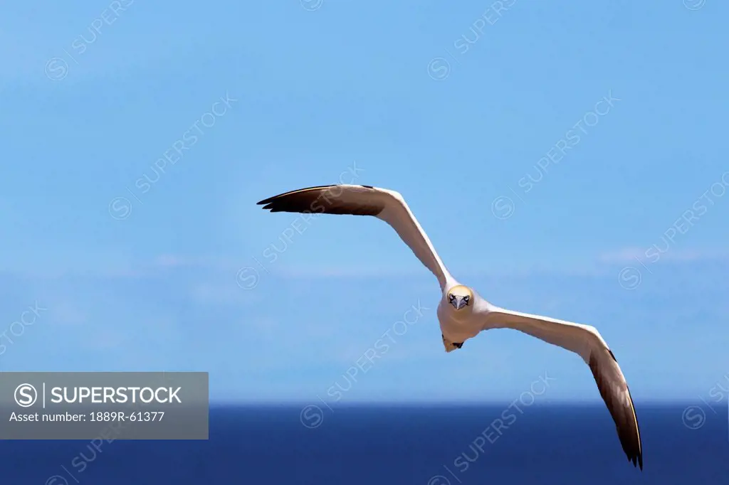 Gannet Flying Over The Water, Perce´, Quebec, Canada