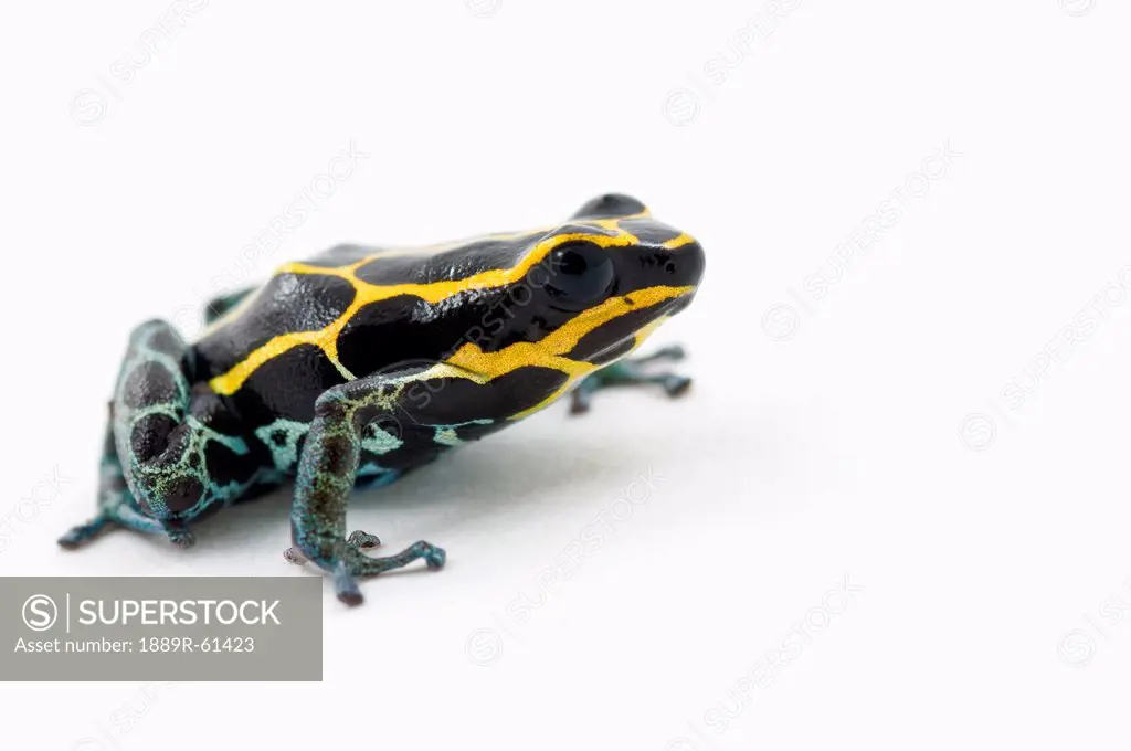 Black, Yellow And Blue Poison Dart Frog Dendrobates Ventrimaculatus