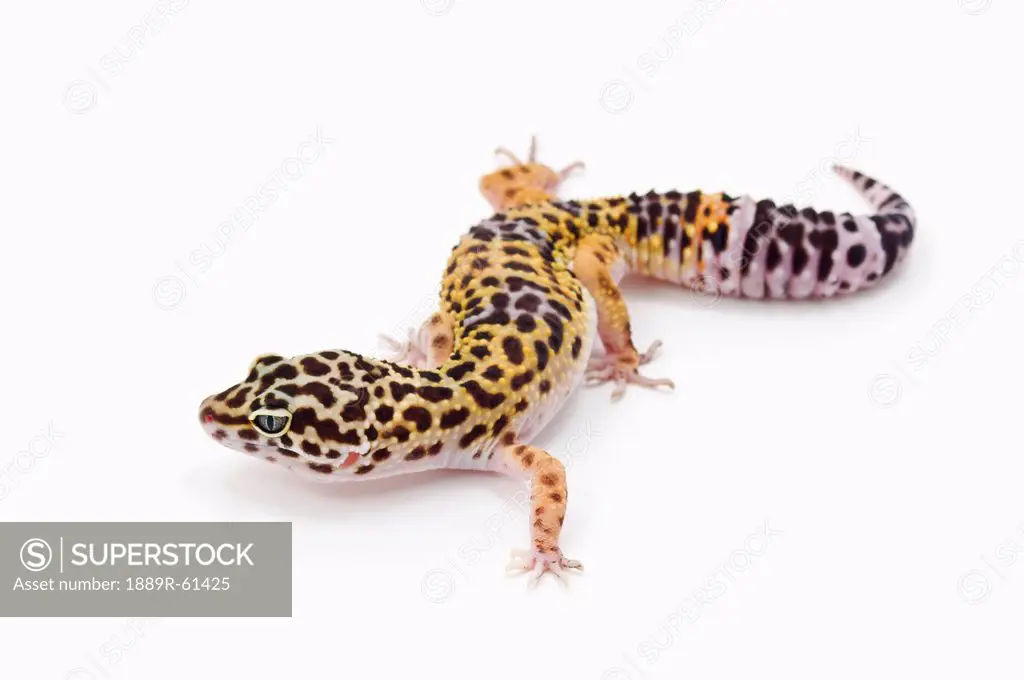 Juvenile Leopard Gecko Eublepharis Macularius
