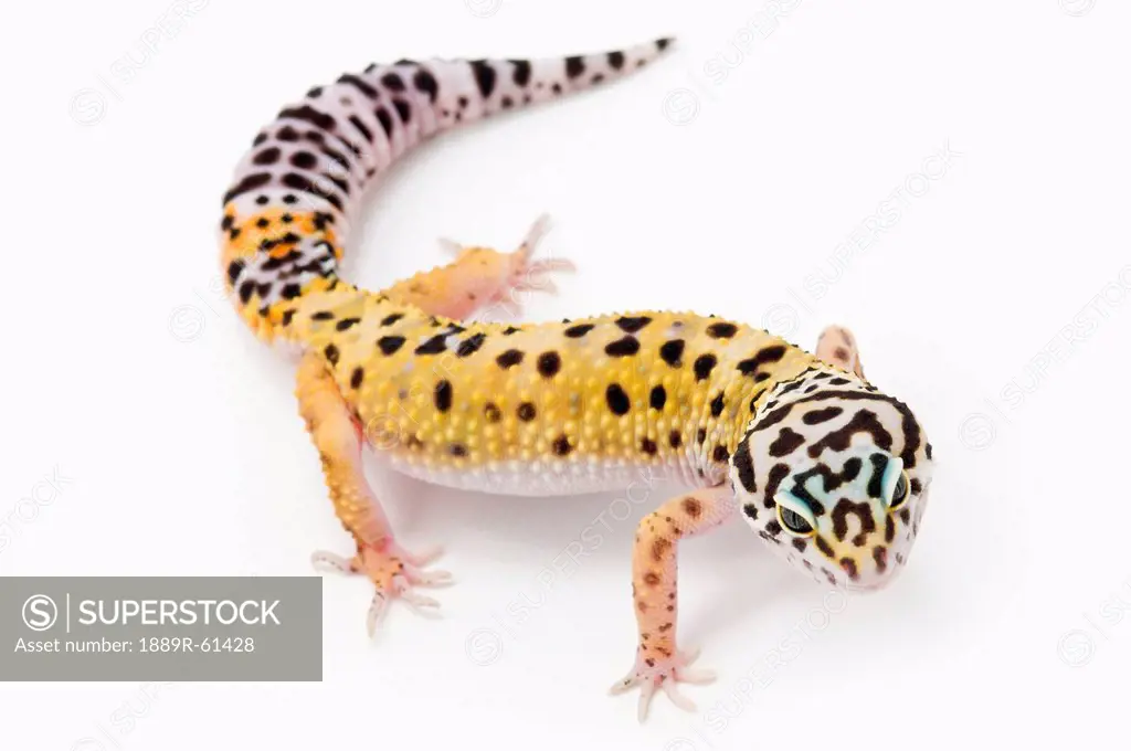 Juvenile Leopard Gecko Eublepharis Macularius