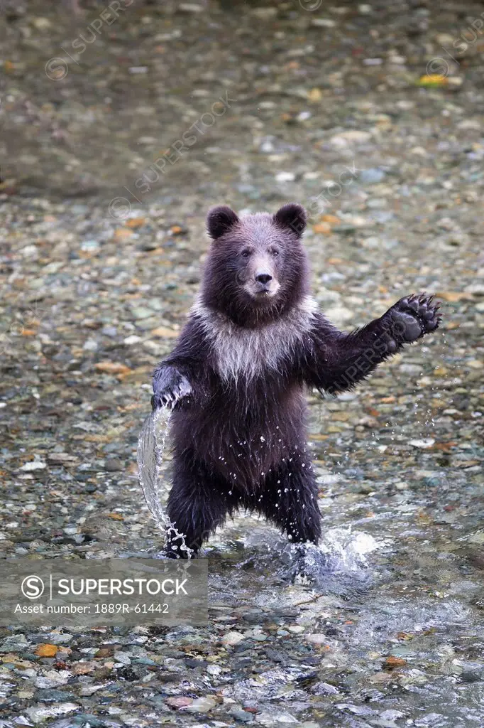 Young Grizzly Bear Cub Standing On His Hind Legs In A Creek, Hyder, Alaska, United States Of America