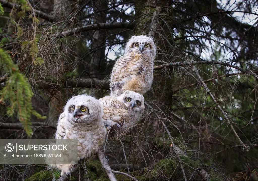 Three Great Horned Owl Bubo Virginianus Chicks In A Tree, Edmonton, Alberta, Canada
