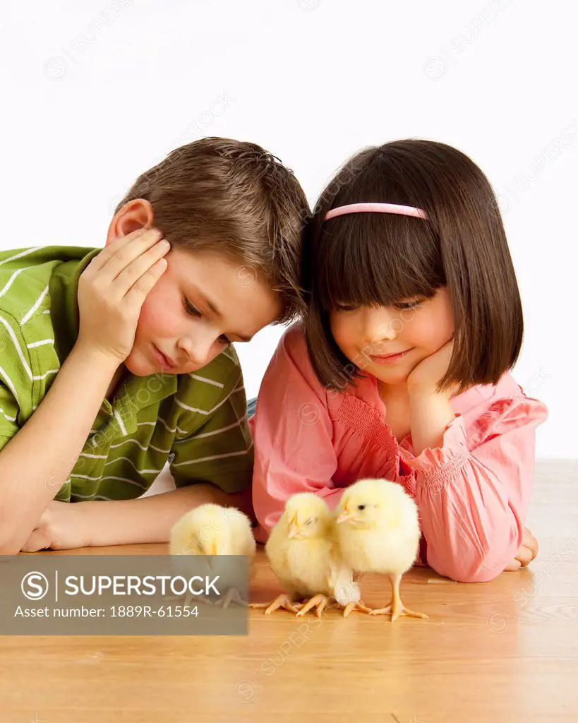 A Boy And Girl Watching 3 Chicks