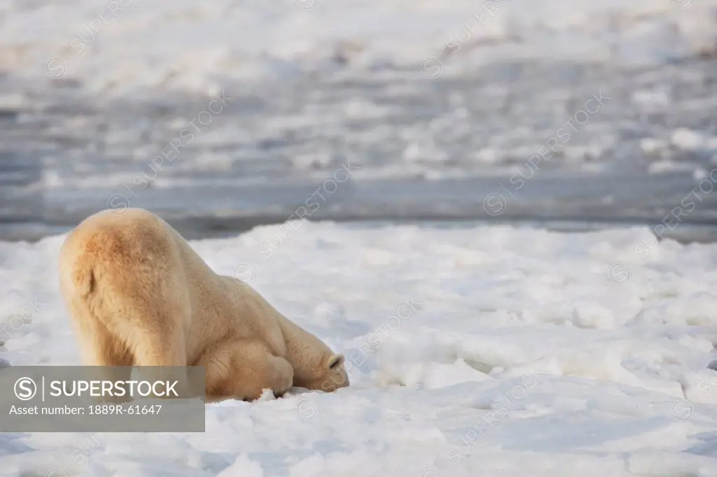 Polar Bear Ursus Maritimus Being Curious And Exploring Territory For Food, Churchill, Manitoba, Canada