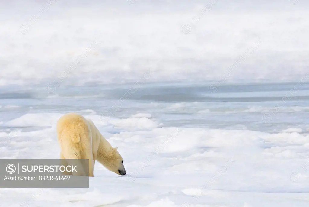 Polar Bear Ursus Maritimus Being Curious, Sniffing And Exploring Territory For Food, Churchill, Manitoba, Canada