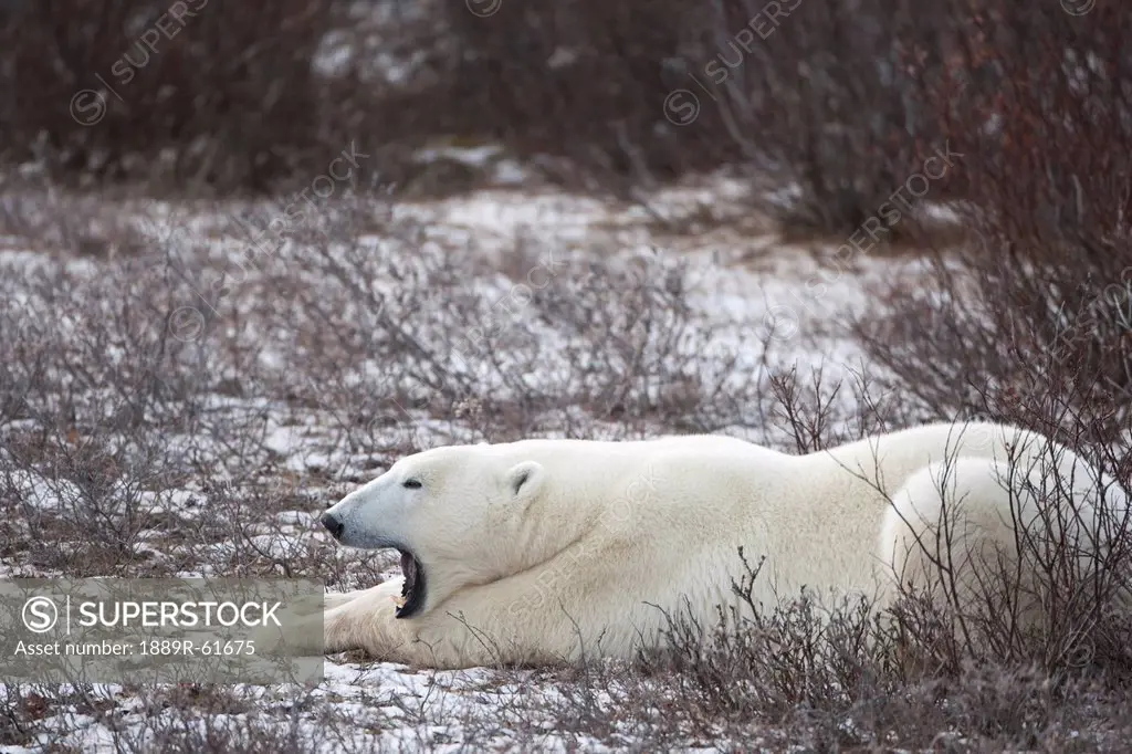 Polar Bear Ursus Maritimus Yawns As He Lays On Frozen Tundra, Churchill, Manitoba, Canada