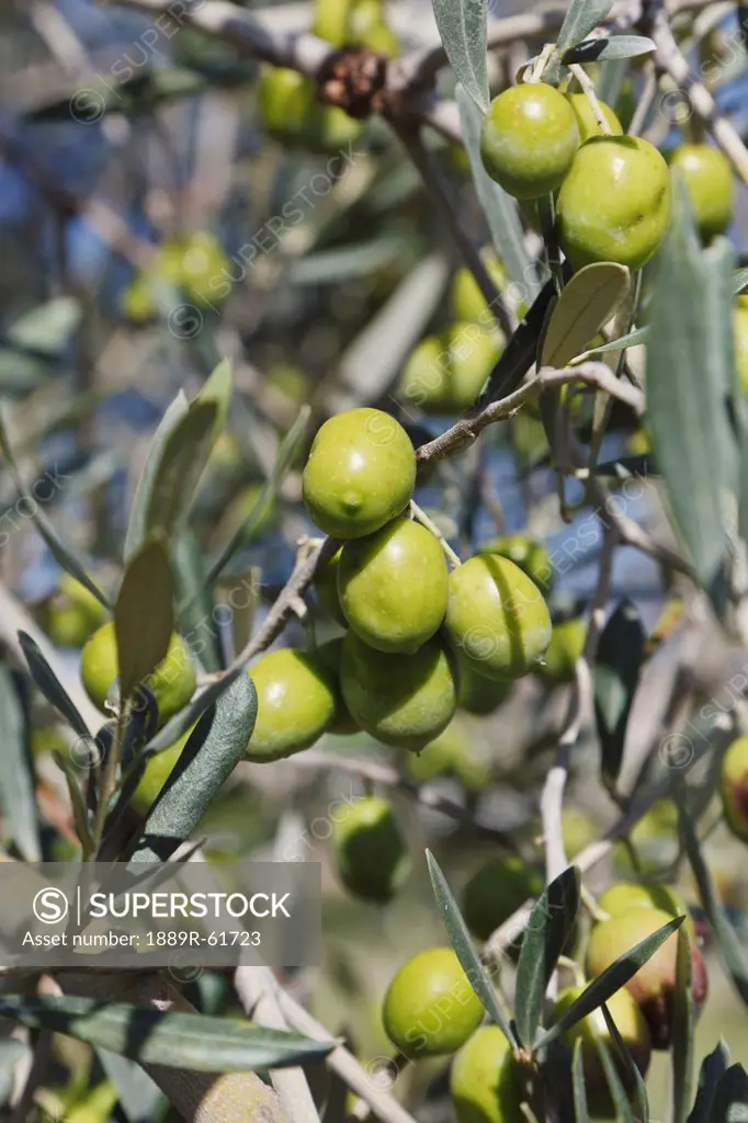 Ripe Olives On An Olive Tree, Cordoba Province, Spain