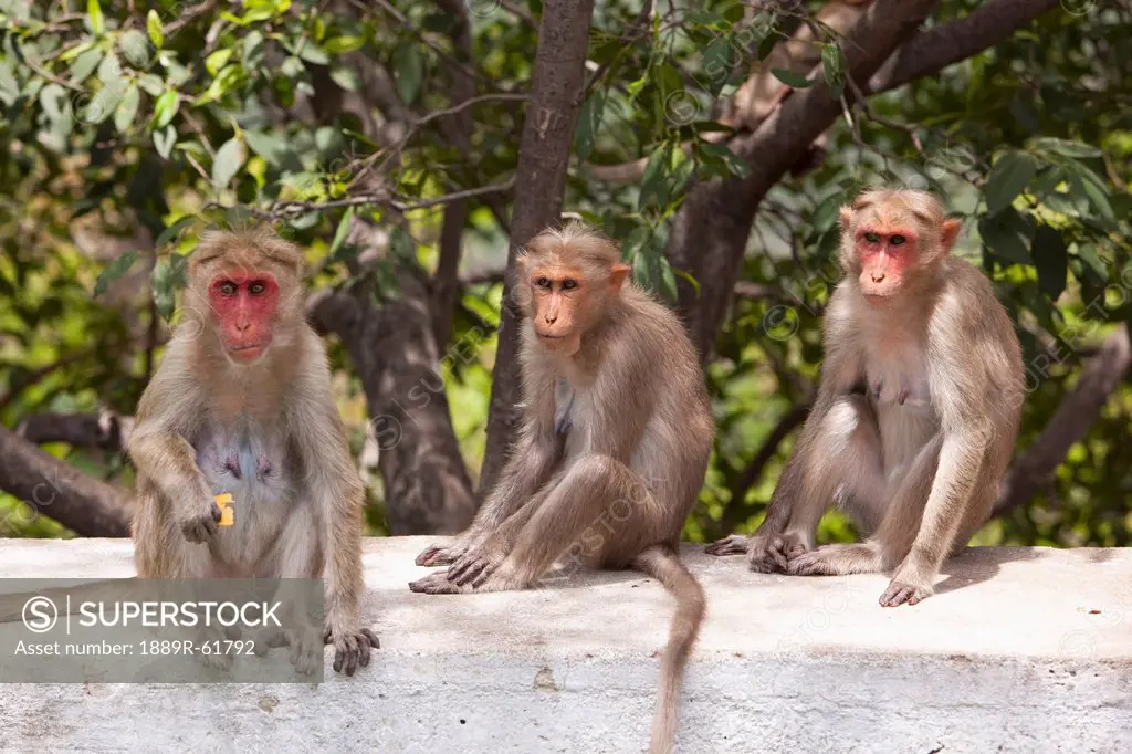 Three Monkeys Sitting On A Concrete Wall, Tamil Nadu, India