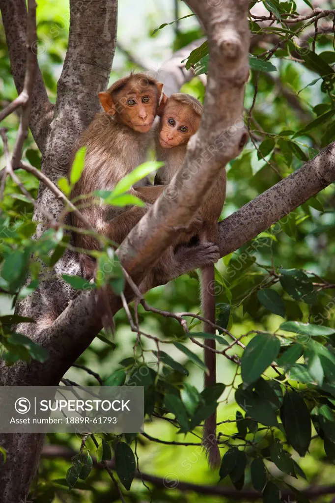 Two Monkeys In A Tree, Tamil Nadu, India
