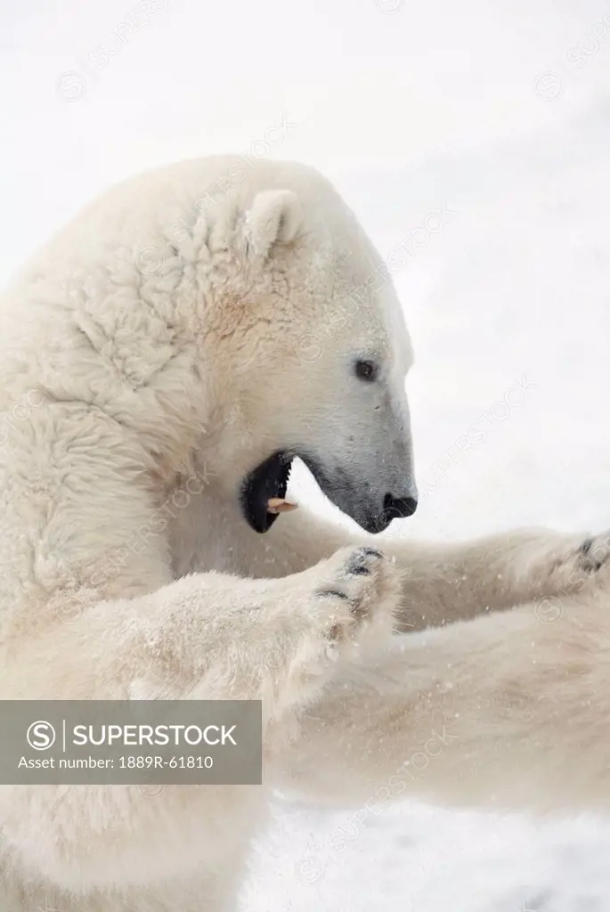 Polar Bear Ursus Maritimus Standing As He Engages In A Fight With Another Bear As They Sharpen Their Skills And Reflexes For The Upcoming Hunt, Church...