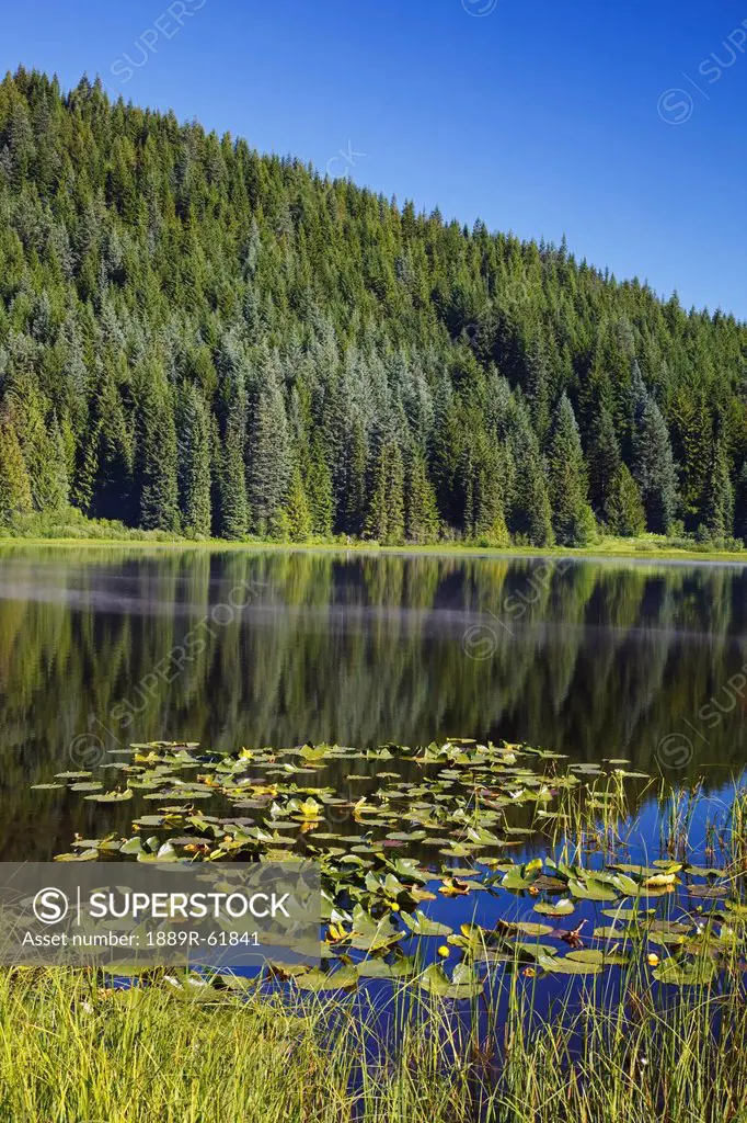 lily pads and a reflection of the trees in trillium lake in the oregon cascades, oregon, united states of america