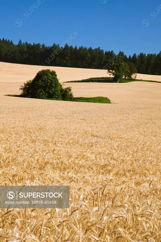 wheat field in willamette valley, oregon, united states of america