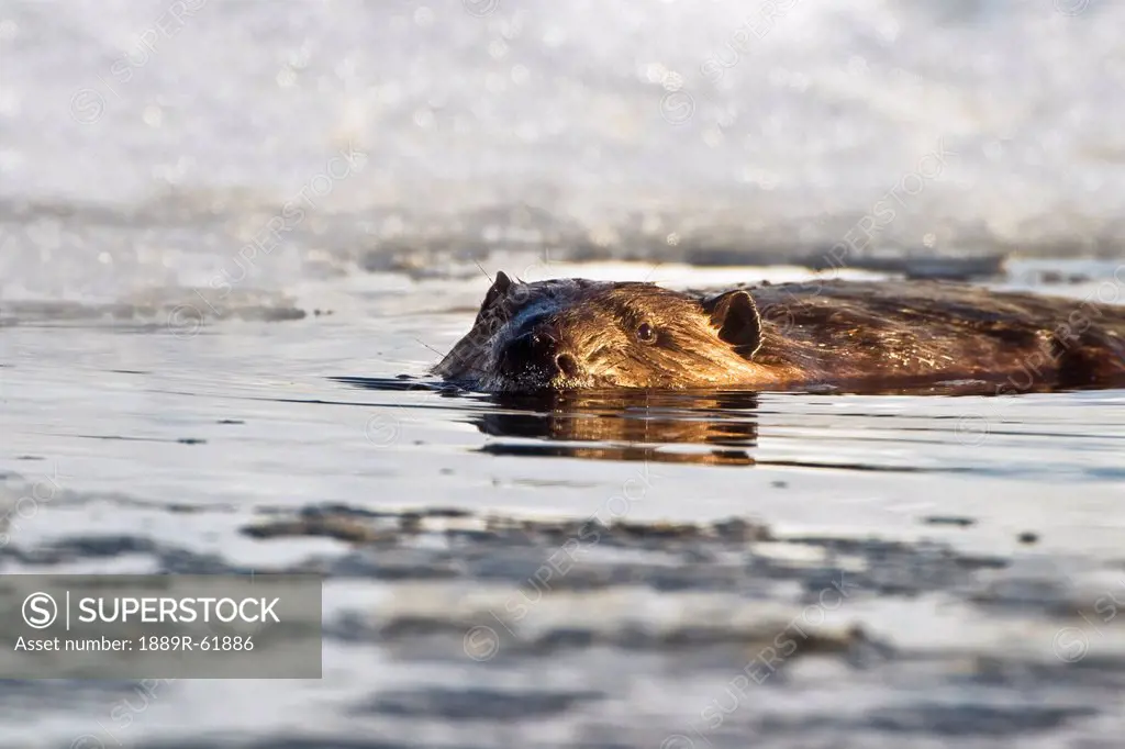 beaver swimming in the water in early spring with snow in the background at elk island national park, alberta, canada