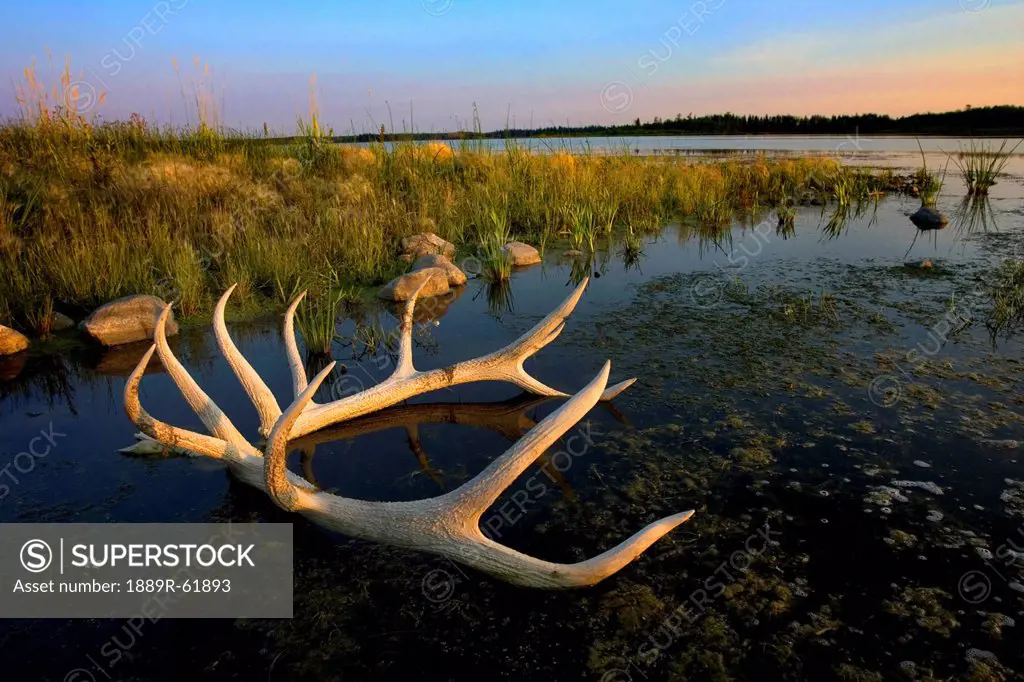an elk´s horns lay in the water at astotin lake in elk island national park, alberta, canada