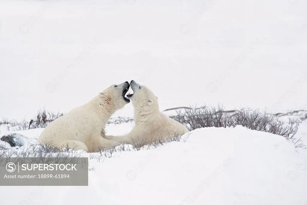 two polar bears ursus maritimus in a humorous looking moment with their mouths open as if smelling each other´s breath, churchill, manitoba, canada